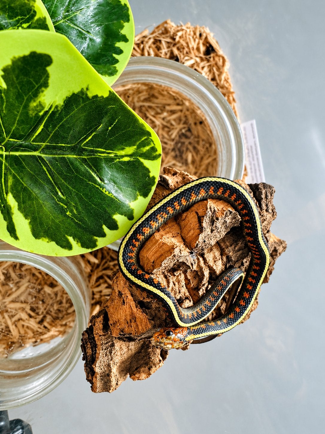 Prachtige San Francisco kousenbandslang –Thamnophis sirtalis, Dieren en Toebehoren, Slang