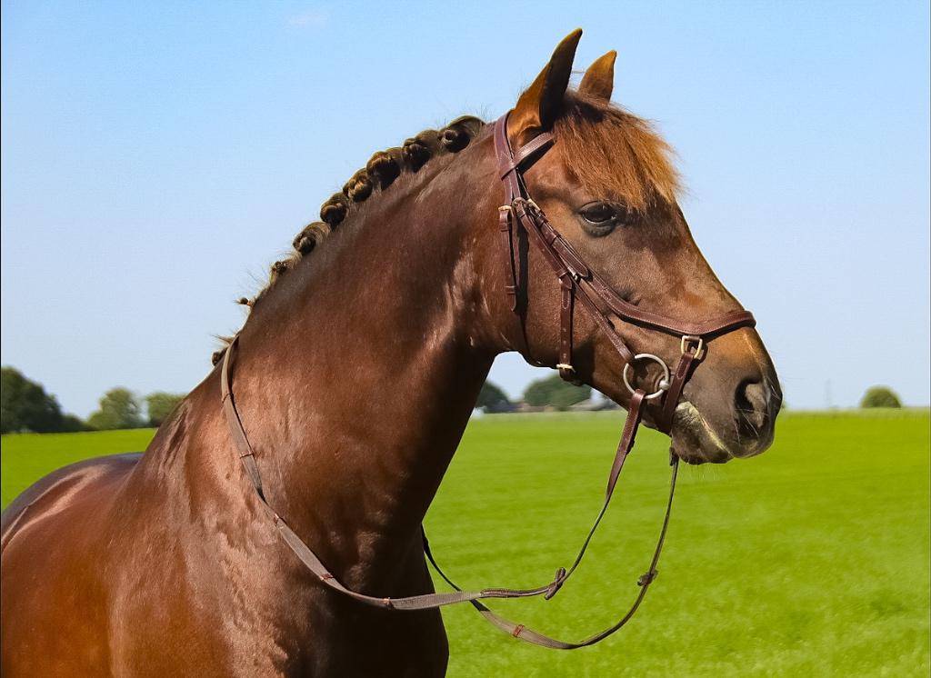 Profi-Rider Revolution anatomisch Hoofdstel Bruin Full SALE!, Dieren en Toebehoren, Ophalen of Verzenden, Nieuw