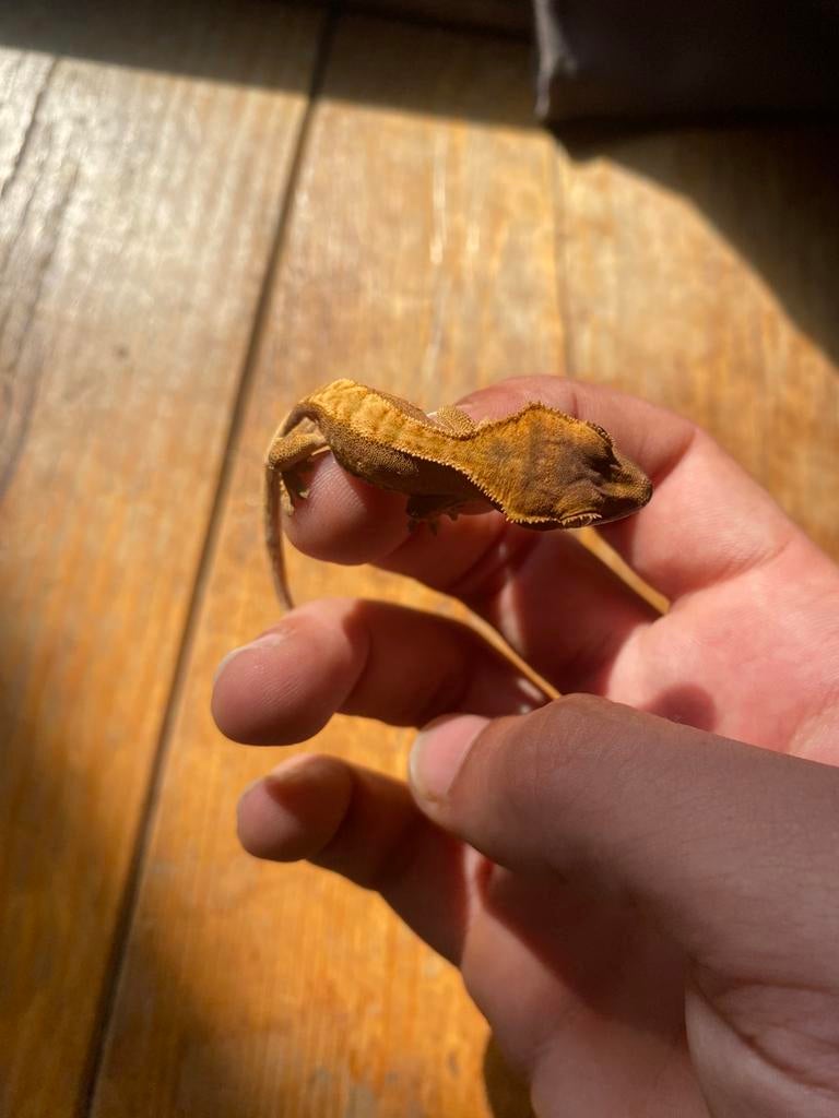 Wimpergekko nakweek 2 stuks, Dieren en Toebehoren, Hagedis, Tam, 0 tot 2 jaar