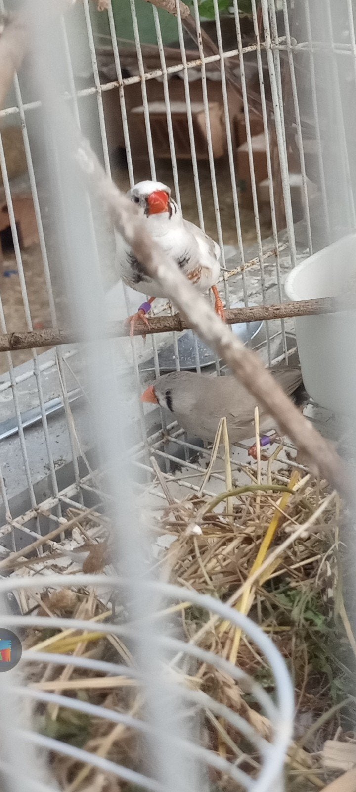 koppel zebravinken, Dieren en Toebehoren