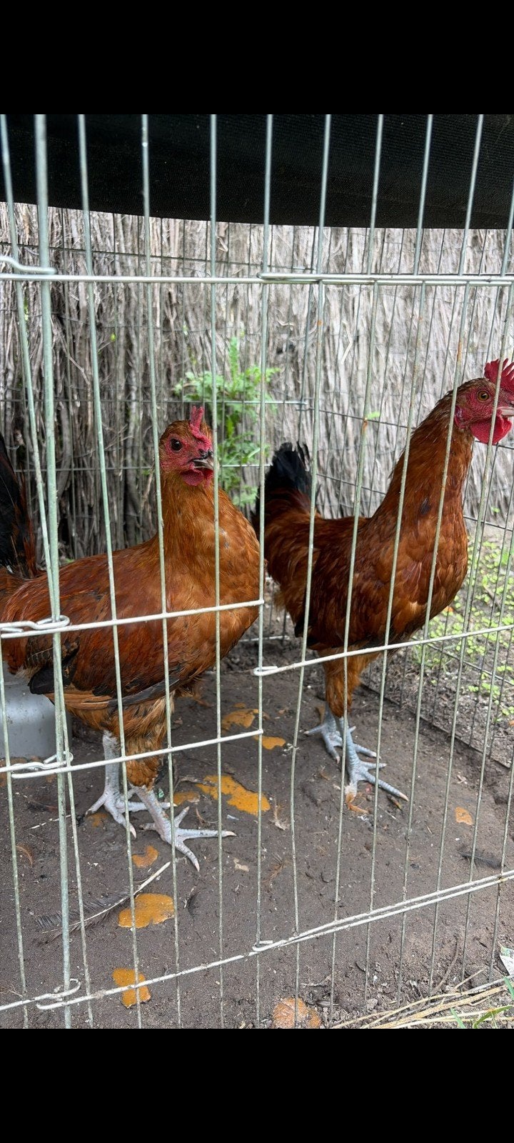 Gratis af te halen – kippen en haan, Dieren en Toebehoren, Pluimvee