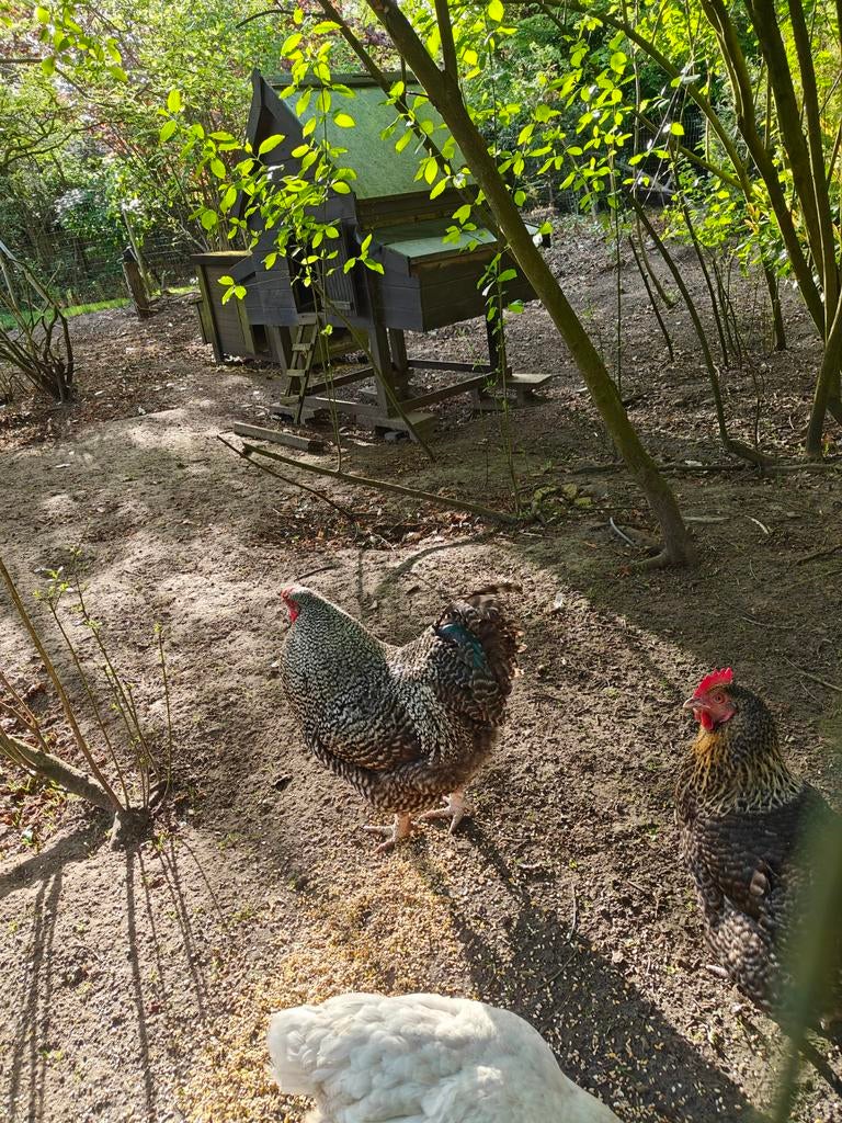 Haan Mechelse koekoek, Dieren en Toebehoren