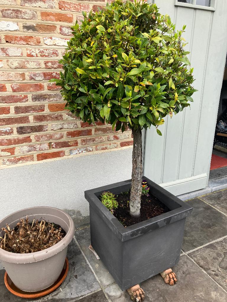 laurier bol op stam, En pot, Arbre à bulbes, Moins de 100 cm, Enlèvement