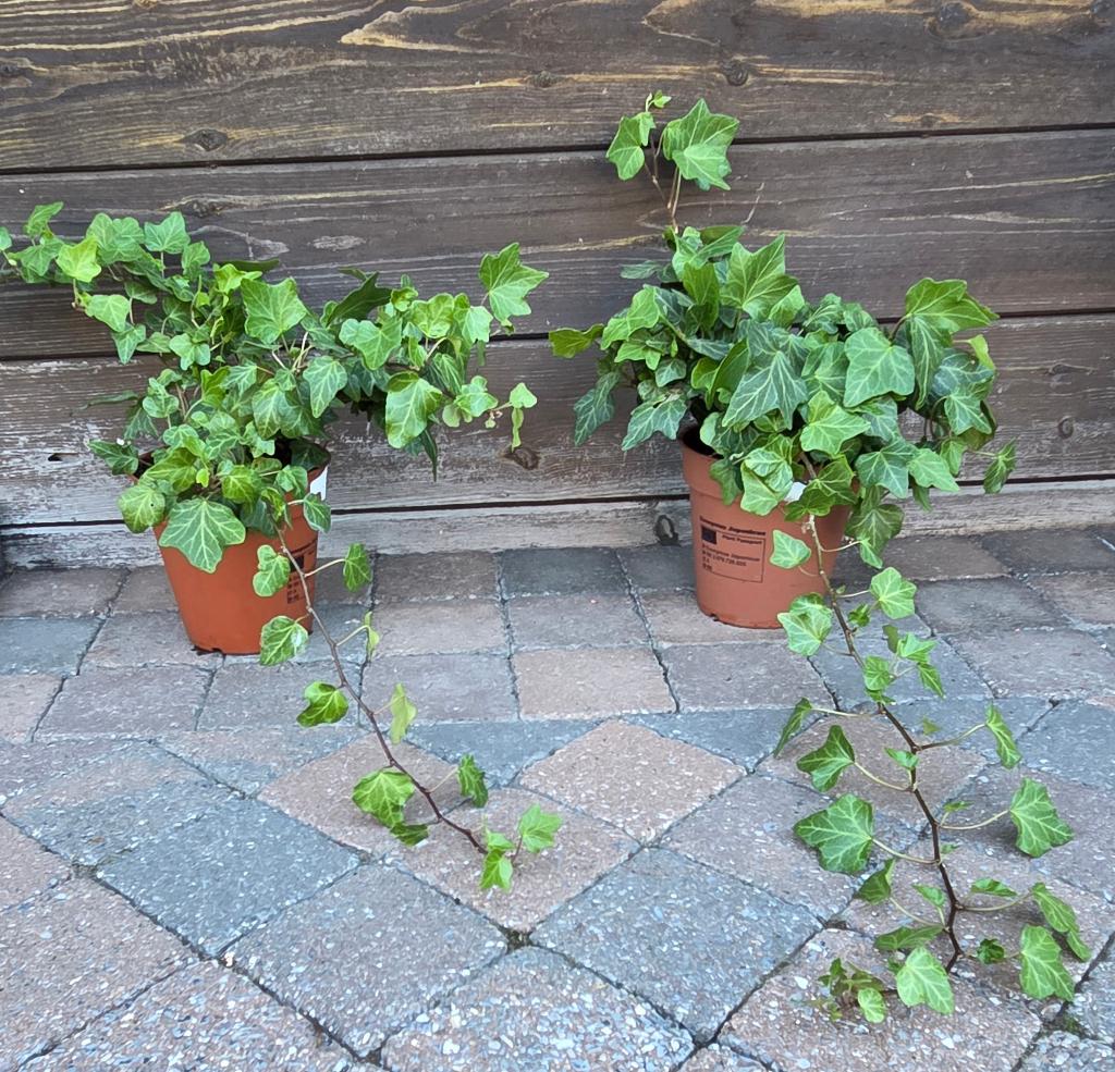 2 Jonge klimopplanten in pot., Tuin en Terras, Planten | Tuinplanten, Ophalen, Lente, Vaste plant, Volle zon