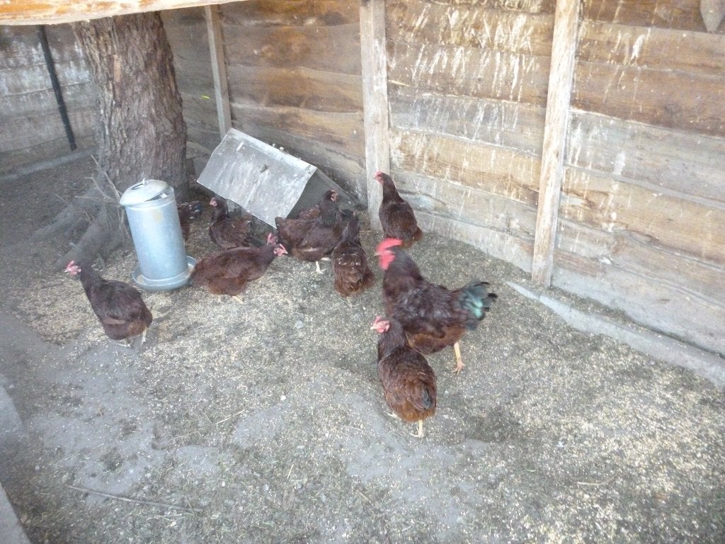 red islandskippen, Dieren en Toebehoren
