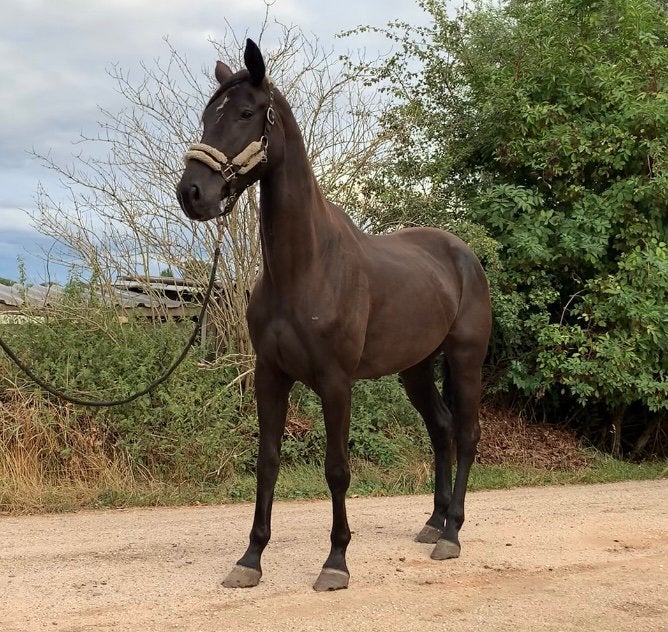 Groot jong braaf dressuurpaard merrie 1.70m!!, Dieren en Toebehoren, Paarden, Merrie, Met stamboom, Dressuurpaard, Onbeleerd