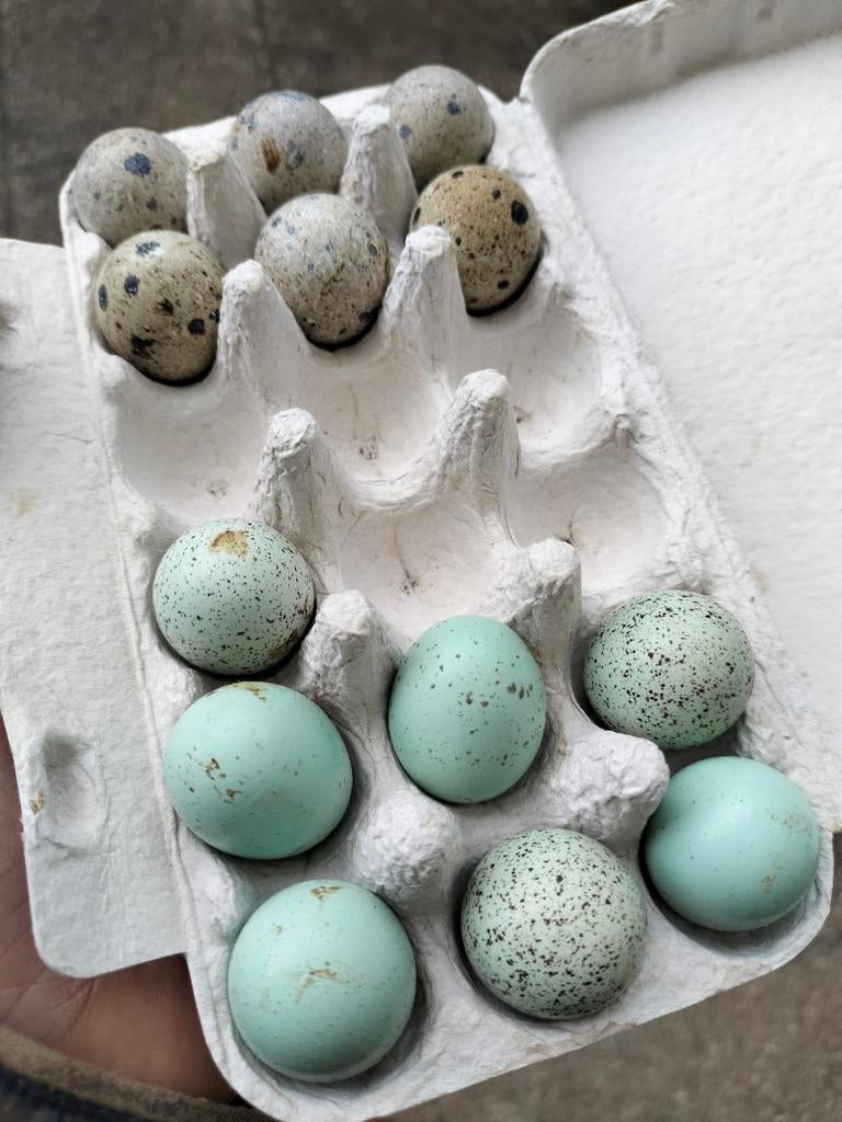 Gewone en celadon broedeieren Japanse kwartel, Dieren en Toebehoren