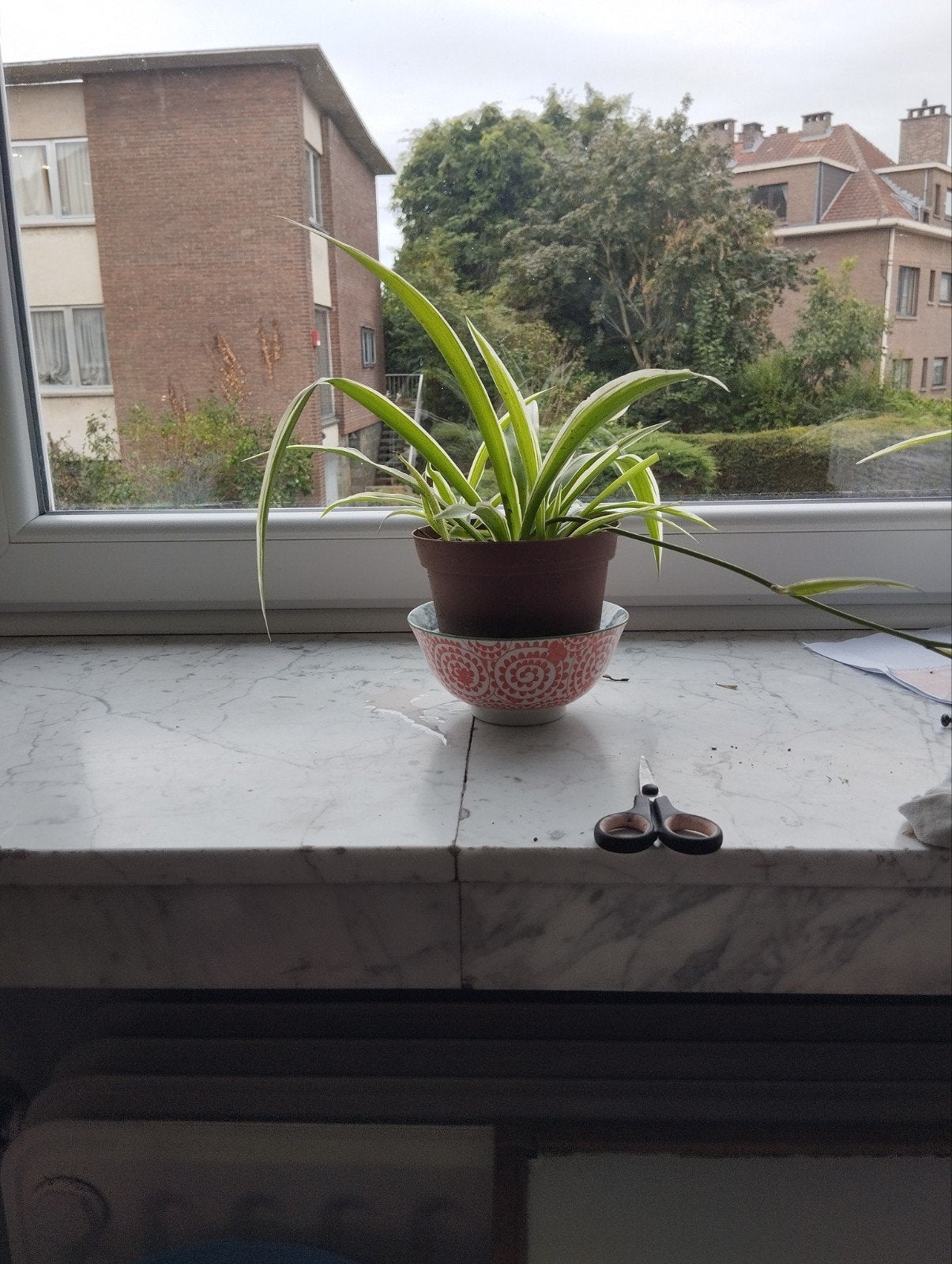 plante araignée, Enlèvement