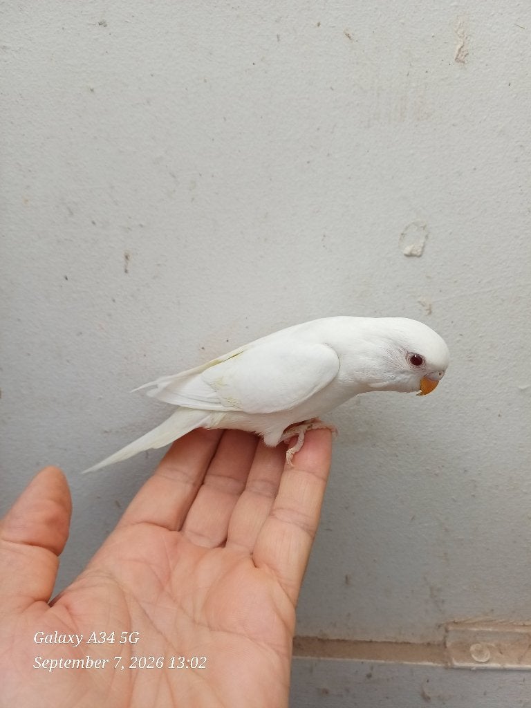 perruches ondulées pour eam (juste sorti le nid), Animaux & Accessoires, Perruche, Domestique