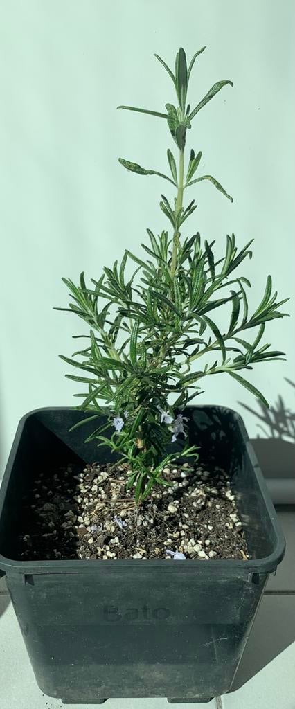 Rozemarijn Plantjes - Rosmarinus Officinalis, Tuin en Terras, Ophalen, Volle zon, Vaste plant, Kruiden