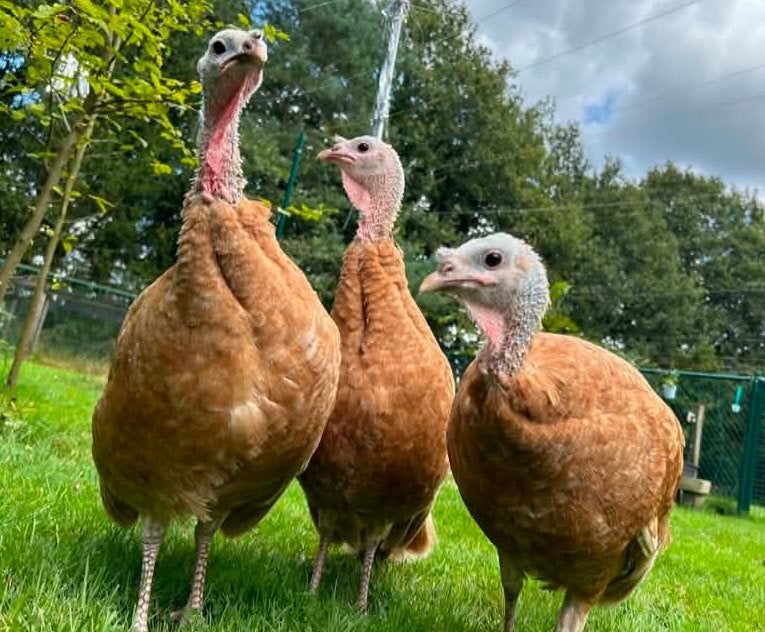 2 rode ardenner kalkoenen (hennen), Dieren en Toebehoren, Pluimvee, Vrouwelijk, Kalkoen