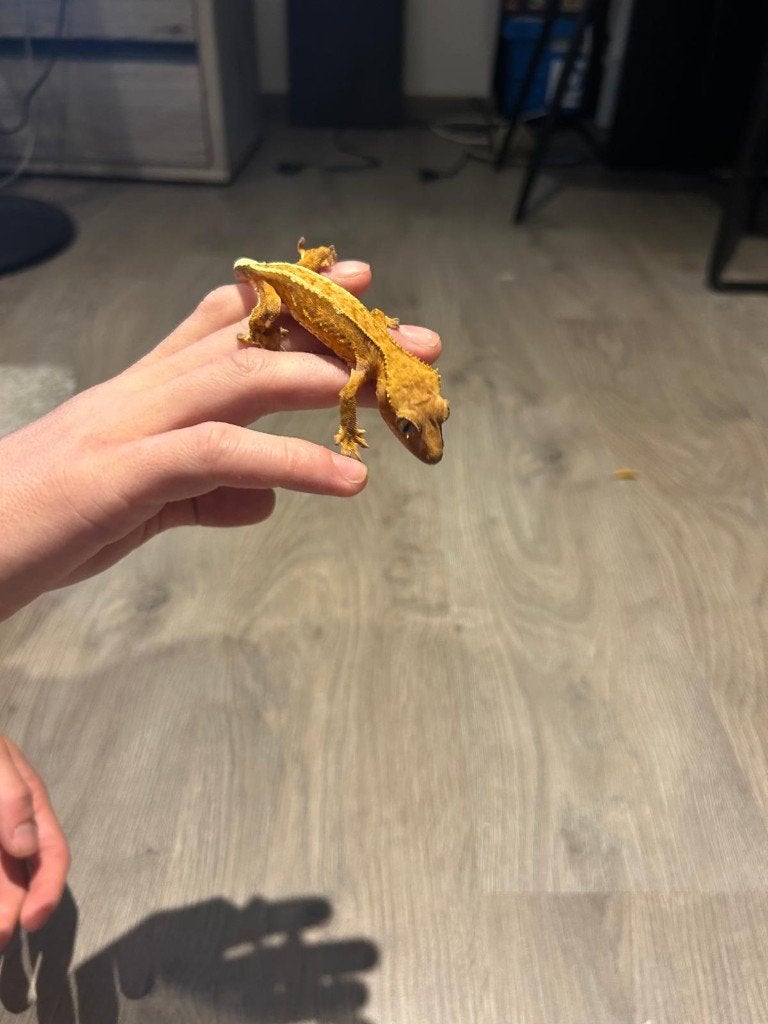 Wimpergekko - Red, Animaux & Accessoires, Reptiles & Amphibiens, Lézard, 0 à 2 ans, Domestique