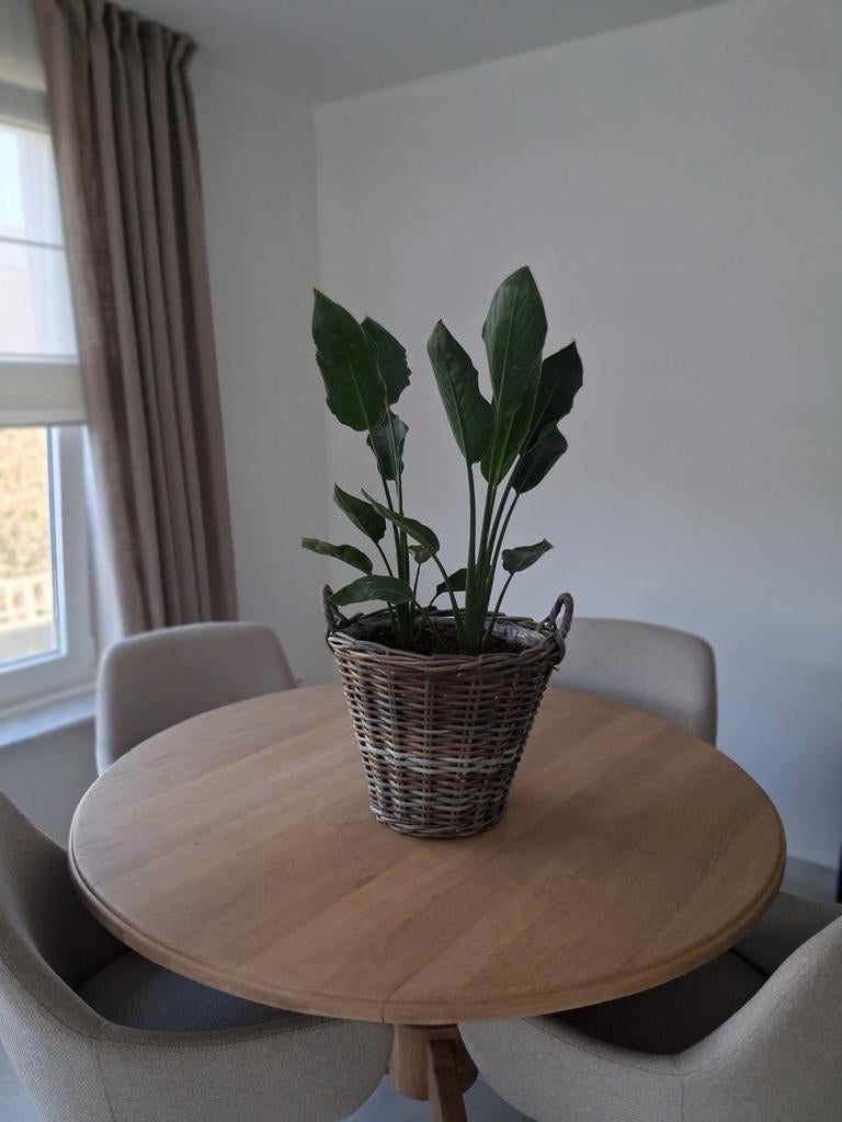 strelitzia paradijsvogelplant kamerplant, Ophalen