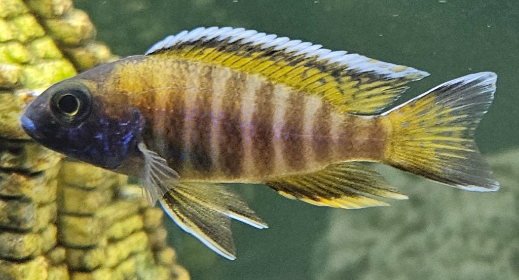 Aulonocara red eureka malawi cichliden, Vis, Zoetwatervis