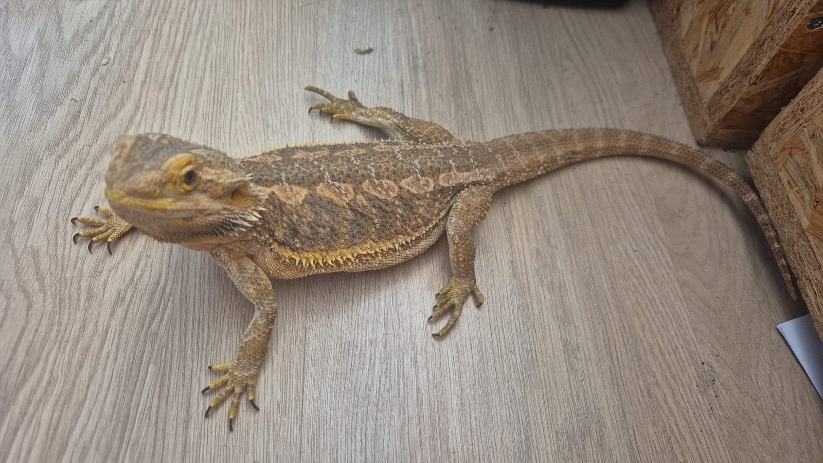 Baardaghaam met terrarium, Dieren en Toebehoren, Reptielen en Amfibieën, Met terrarium