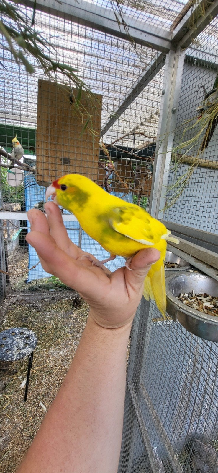 Kakariki  apprivoisé  male