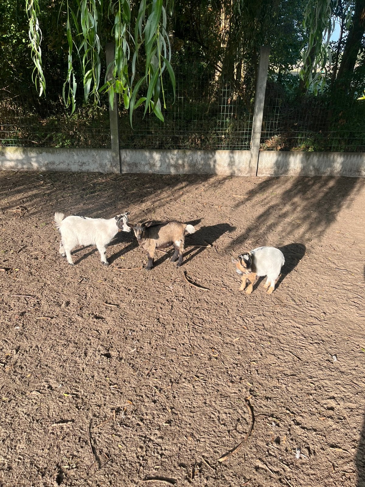 Mini Dwerggeitjes, Dieren en Toebehoren, Schapen, Geiten en Varkens