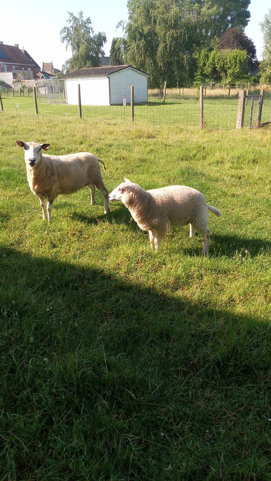Moutons