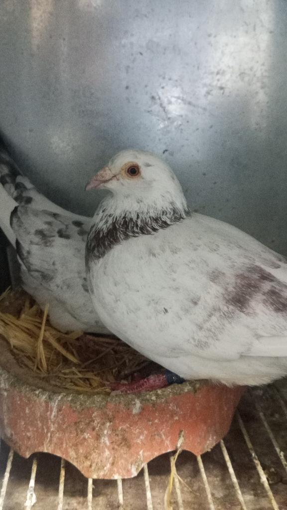 Meerdere koppels postduiven, Meerdere dieren, Postduif