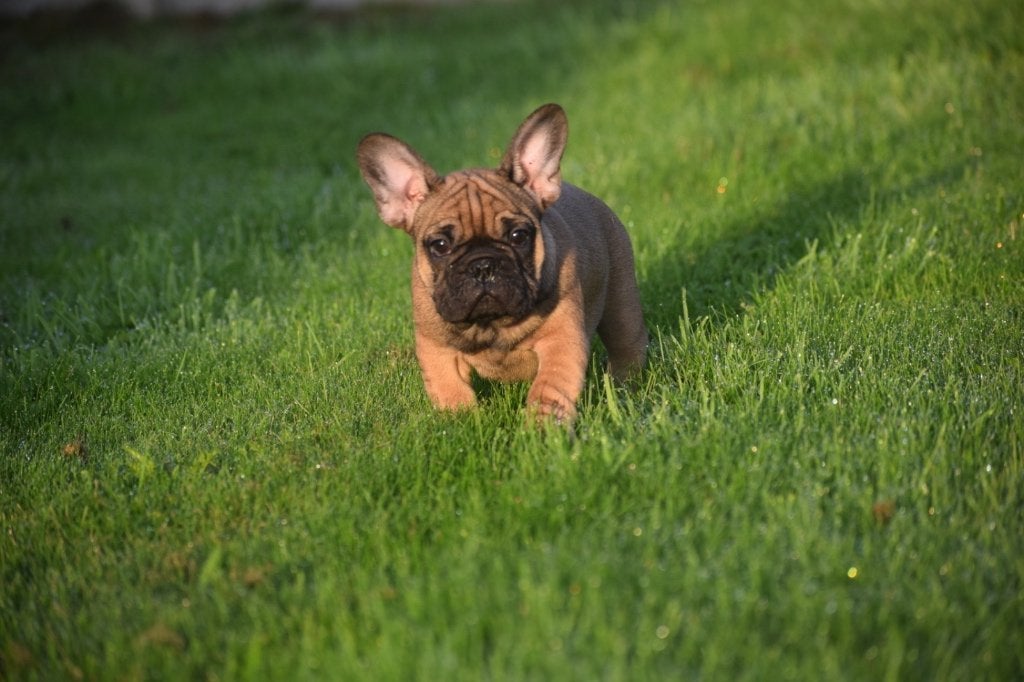 Chiot bouledogue français, 15 semaines à 1 an, Chien (mâle), Éleveur | Professionnel, Bouledogue