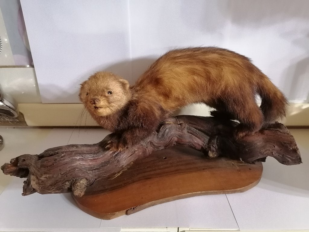 Taxidermy, Collections, Enlèvement ou Envoi, Neuf, Autres, Animal empaillé