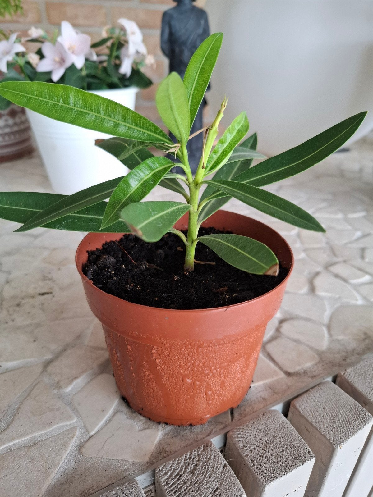 Gele oleander 1 stekje voor 6€!, Jardin & Terrasse, Plantes | Arbres, Enlèvement, Été, Plein soleil, Autres espèces
