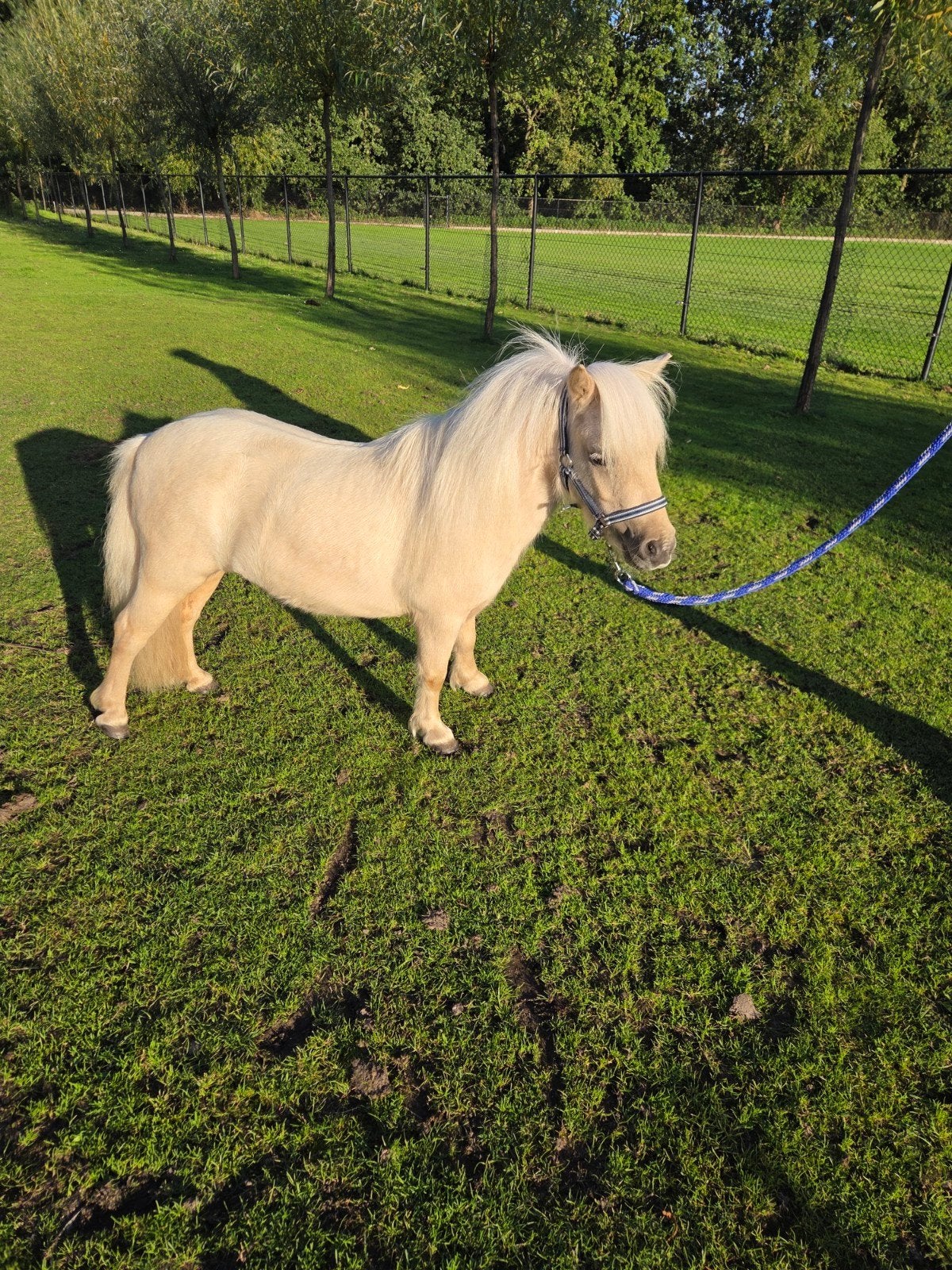mini merrie, Dieren en Toebehoren, Merrie