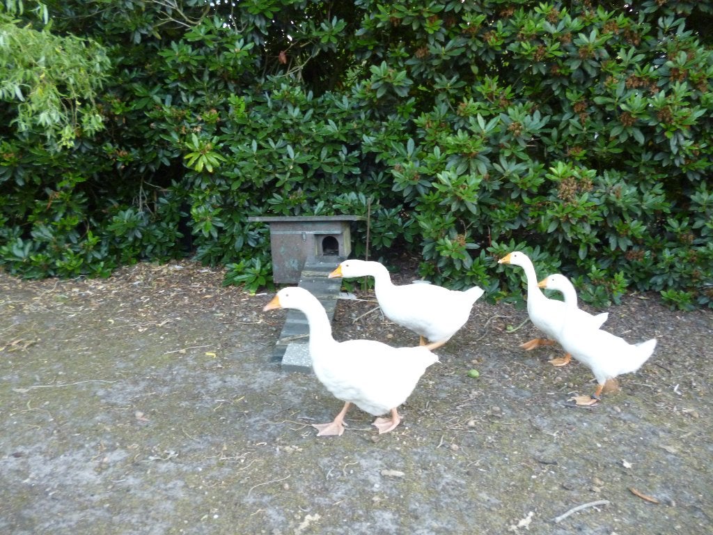 witte ganzen, Animaux & Accessoires, Volatiles, Oie ou Cygne, Plusieurs animaux
