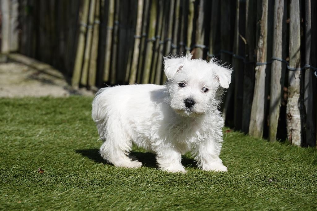 Chiots Westie avec pedigree (West Highland white terrier), Animaux & Accessoires, Autres races, Plusieurs, Hépatite contagieuse (maladie de Rubarth)