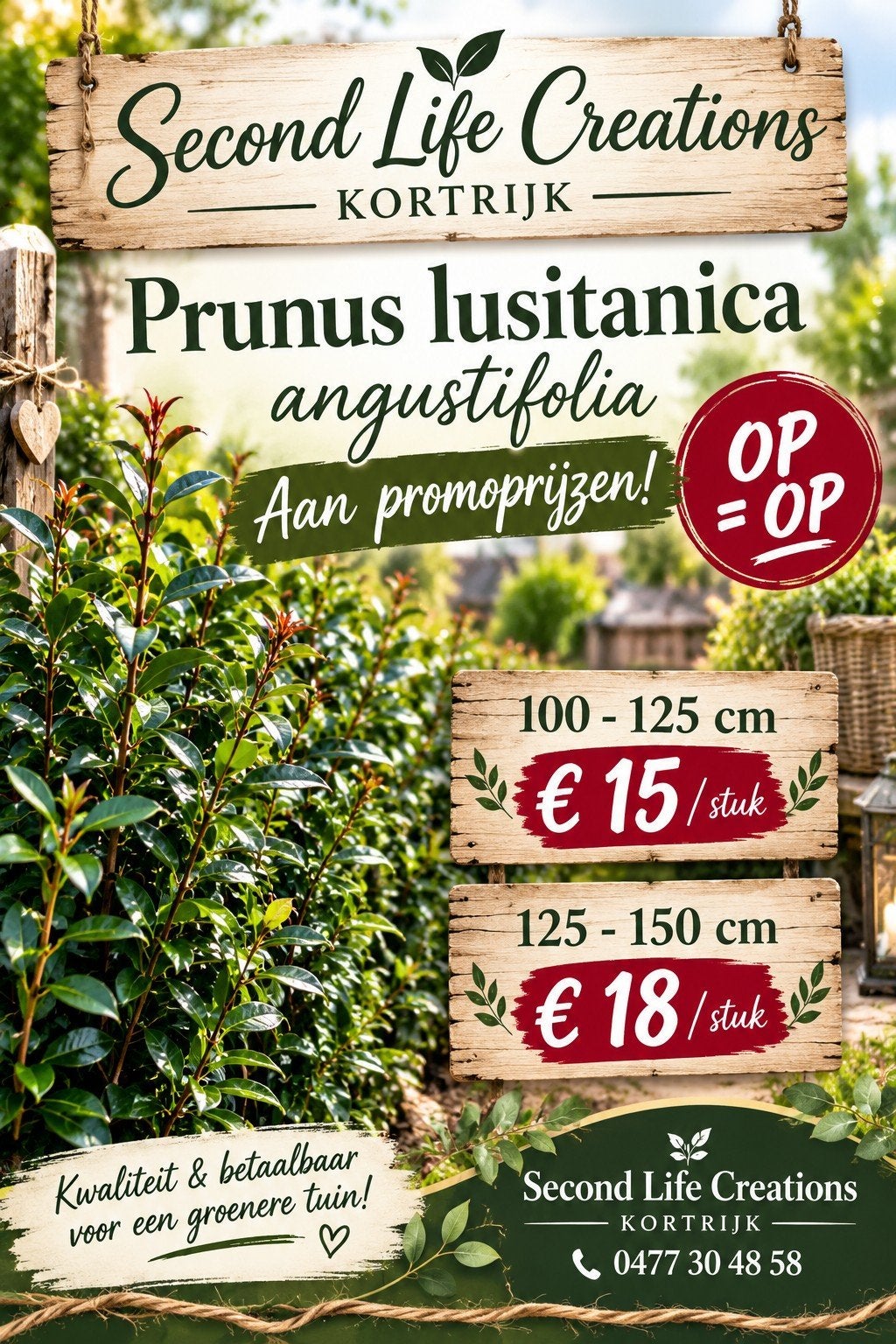 ‼️prunus lusitanica angustifolia aan promoprijzen‼️, Ophalen, Taxus