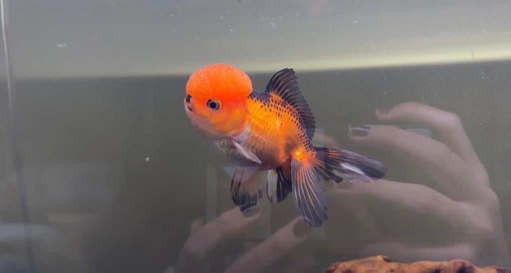 Oranda goudvis