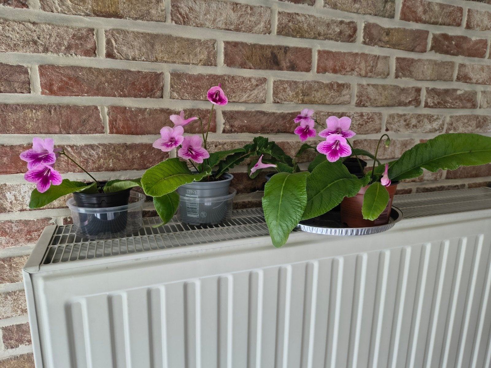 Streptocarpus, Enlèvement ou Envoi