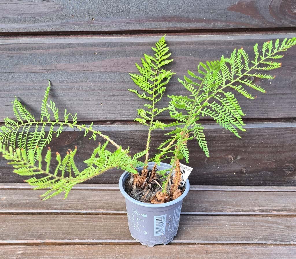 varen Dryopteris filix-mas Linearis Polydactyla - zie info, Tuin en Terras, Planten | Tuinplanten, Ophalen, Varens, Halfschaduw