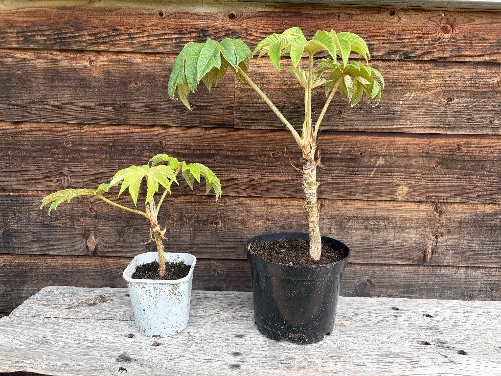Tetrapanax Papyrifer - Rijspapierplant, Tuin en Terras, Planten | Tuinplanten, Vaste plant, Volle zon, Herfst, Ophalen