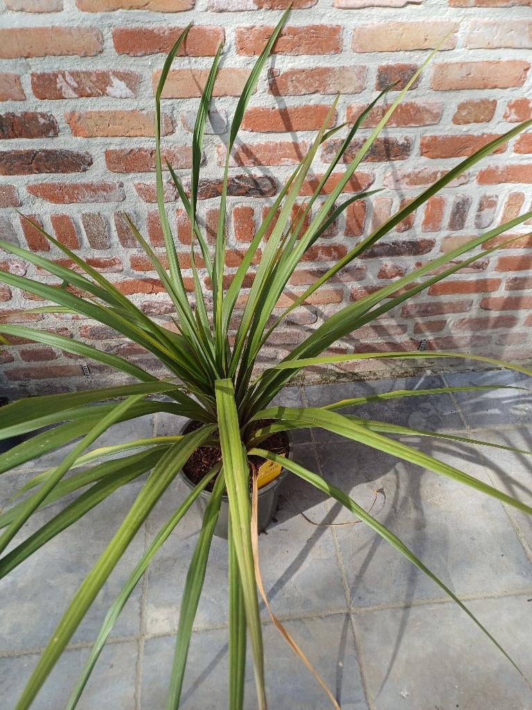Groene Cordyline, Ophalen