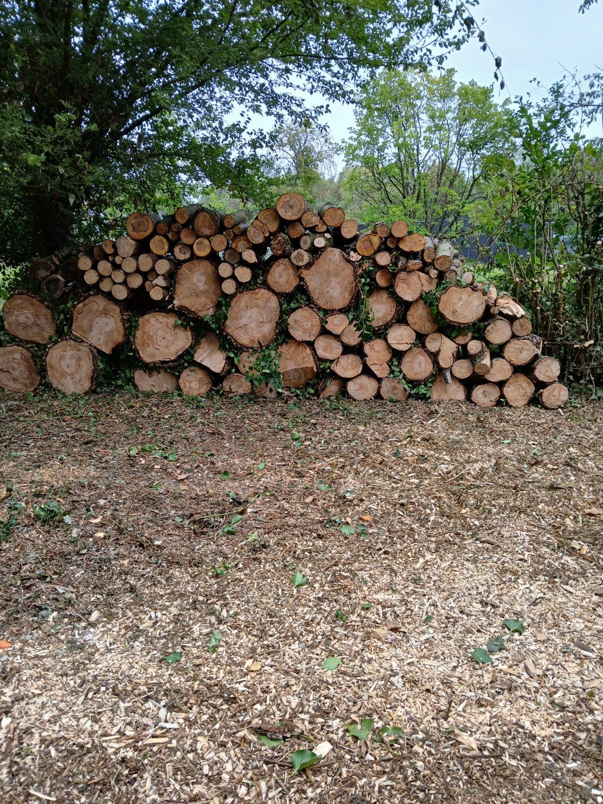 4 stères de bois blanc(saule) bien sec, Jardin & Terrasse, Bois de chauffage, 3 à 6 m³, Enlèvement, Autres essences de bois