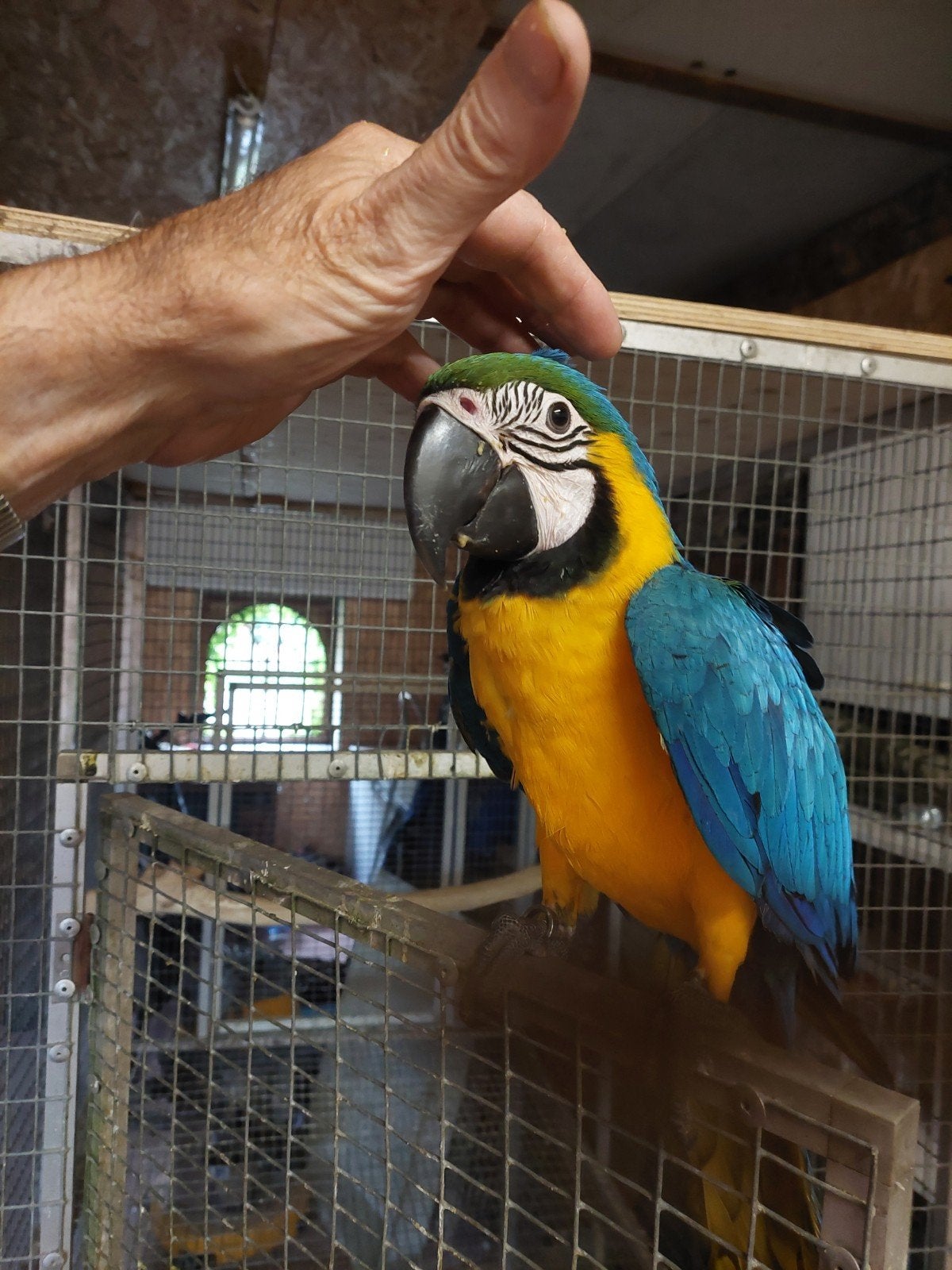 Blauw gele ara, Dieren en Toebehoren, Vrouwelijk, Geringd