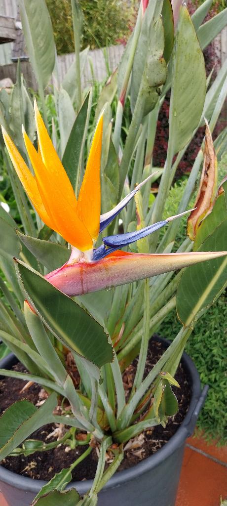 Strelitzia, Autres espèces, Printemps, Plein soleil, Enlèvement