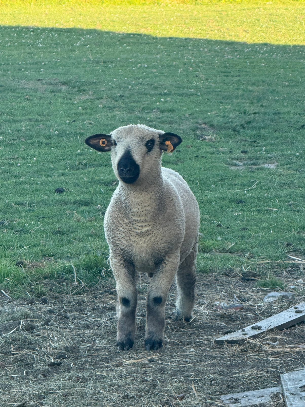 Schapen, Dieren en Toebehoren, Maart, Mannelijk
