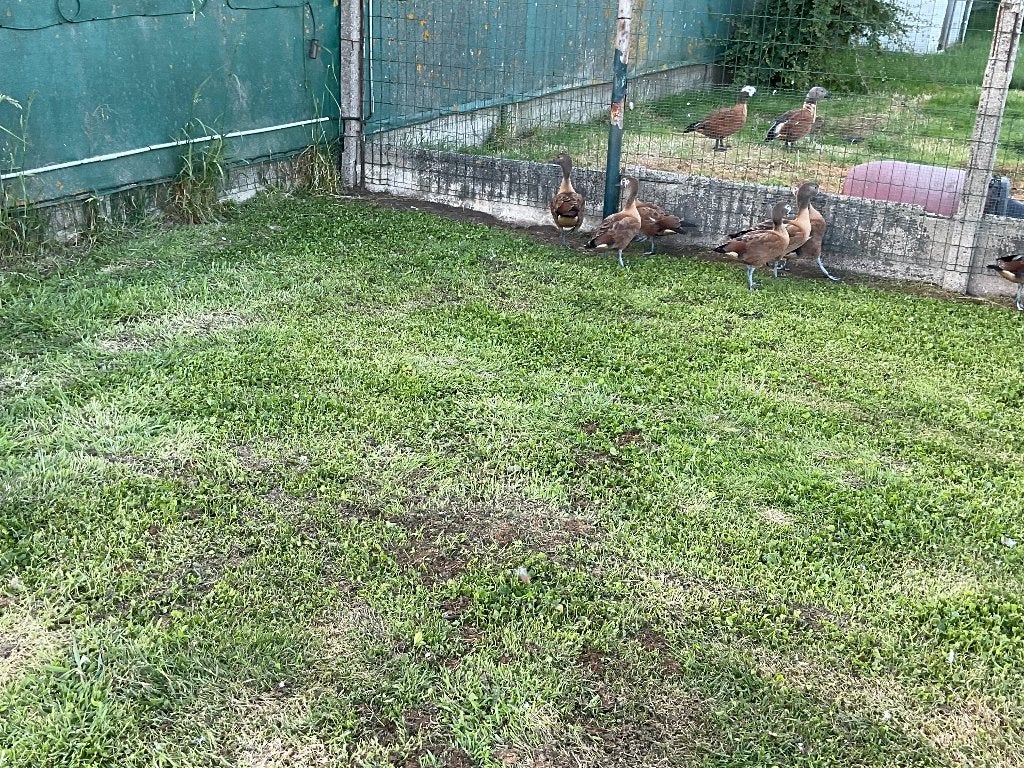 Watervogels, Maart, Meerdere dieren