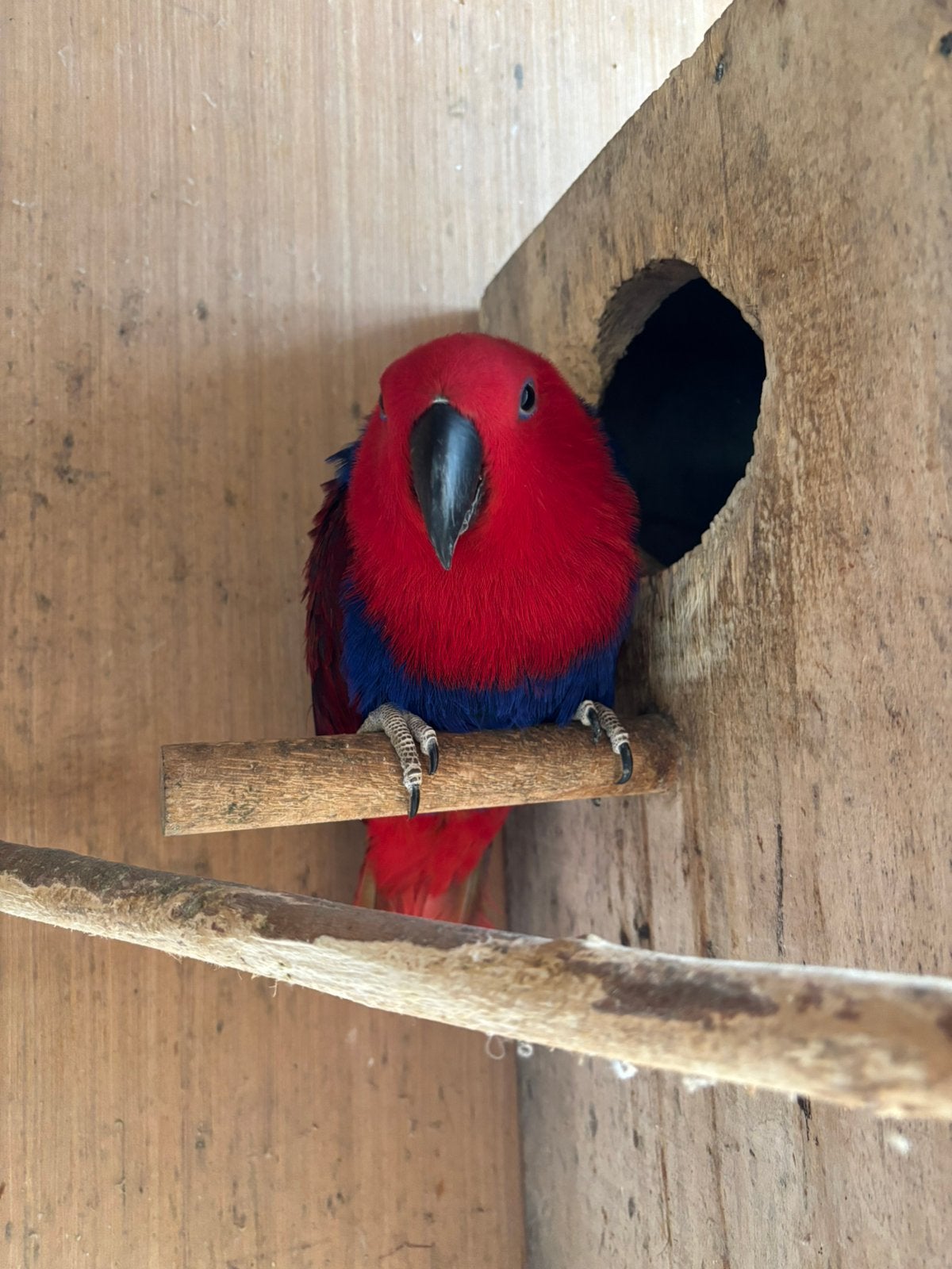 Edelpapegaai, Femelle, Perroquet, Bagué