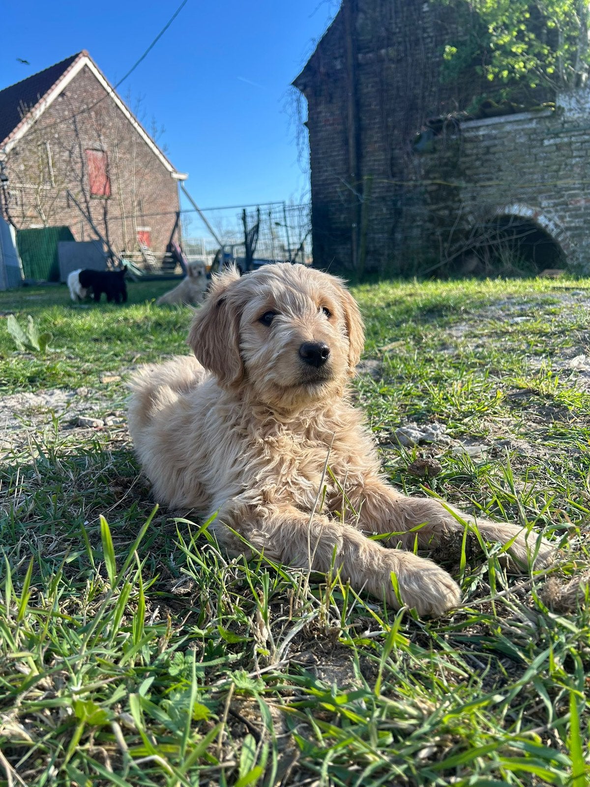 Mooie goldendoodle pups!, Dieren en Toebehoren, België, 8 tot 15 weken, Meerdere, Meerdere dieren
