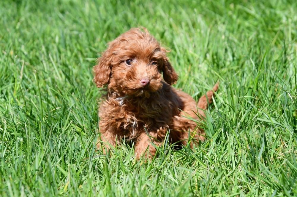 Toypoedel pups te koop, Dieren en Toebehoren, Poedel, 15 weken tot 1 jaar, Buitenland, Teef
