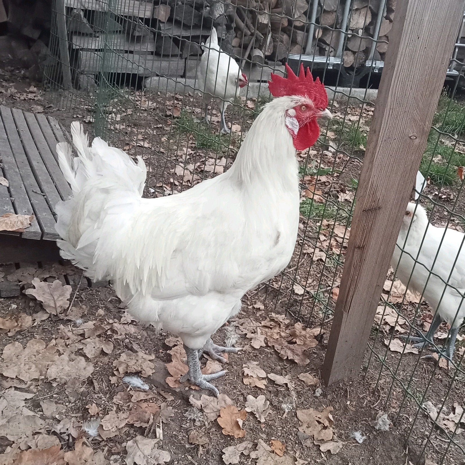 poule de bresse haan, Animaux & Accessoires