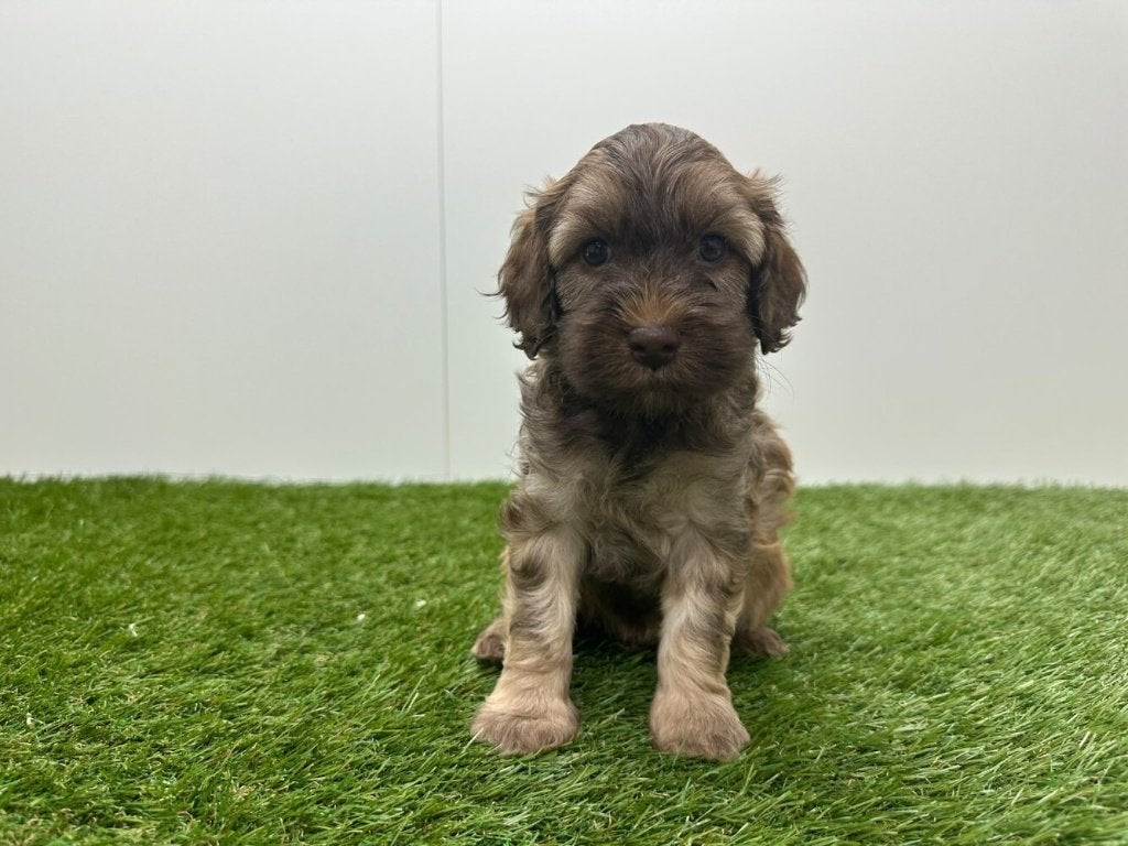 Portée de chiots Cockapoo (F2), Maladie de Carré (chiens), Plusieurs, Belgique, Plusieurs animaux