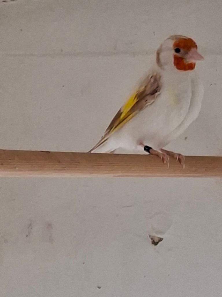 Putter satinet pop, Animaux & Accessoires, Oiseaux | Oiseaux Autre, Bagué