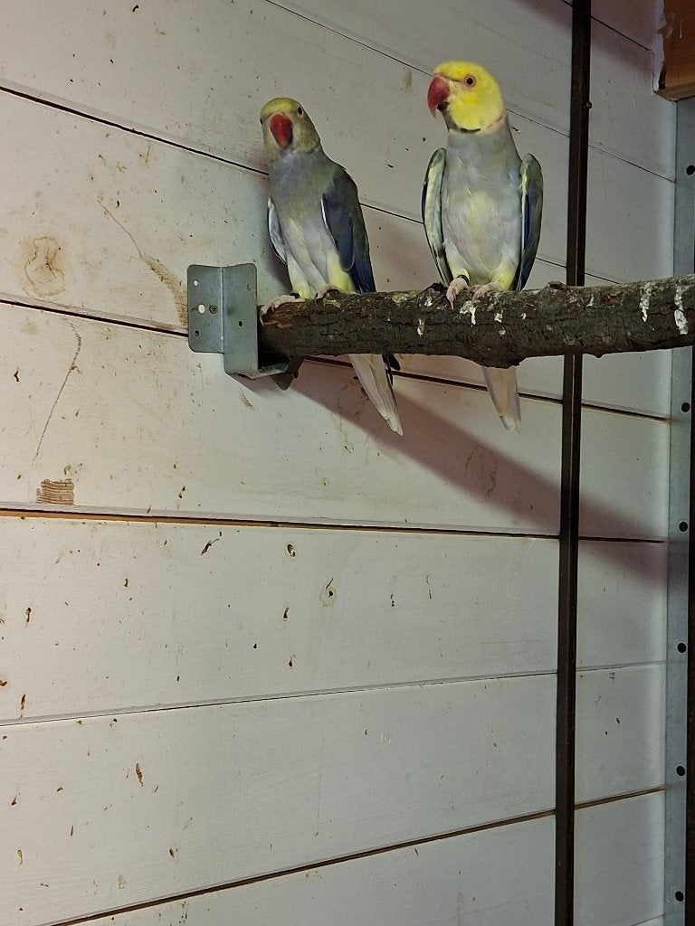 halsband parkieten bleekstaart ,turquoise ,opaline, Dieren en Toebehoren, Vogels | Parkieten en Papegaaien, Meerdere dieren, Parkiet