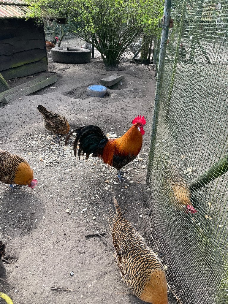 goudbrakel kippen, Dieren en Toebehoren, Pluimvee, Meerdere dieren, Kip
