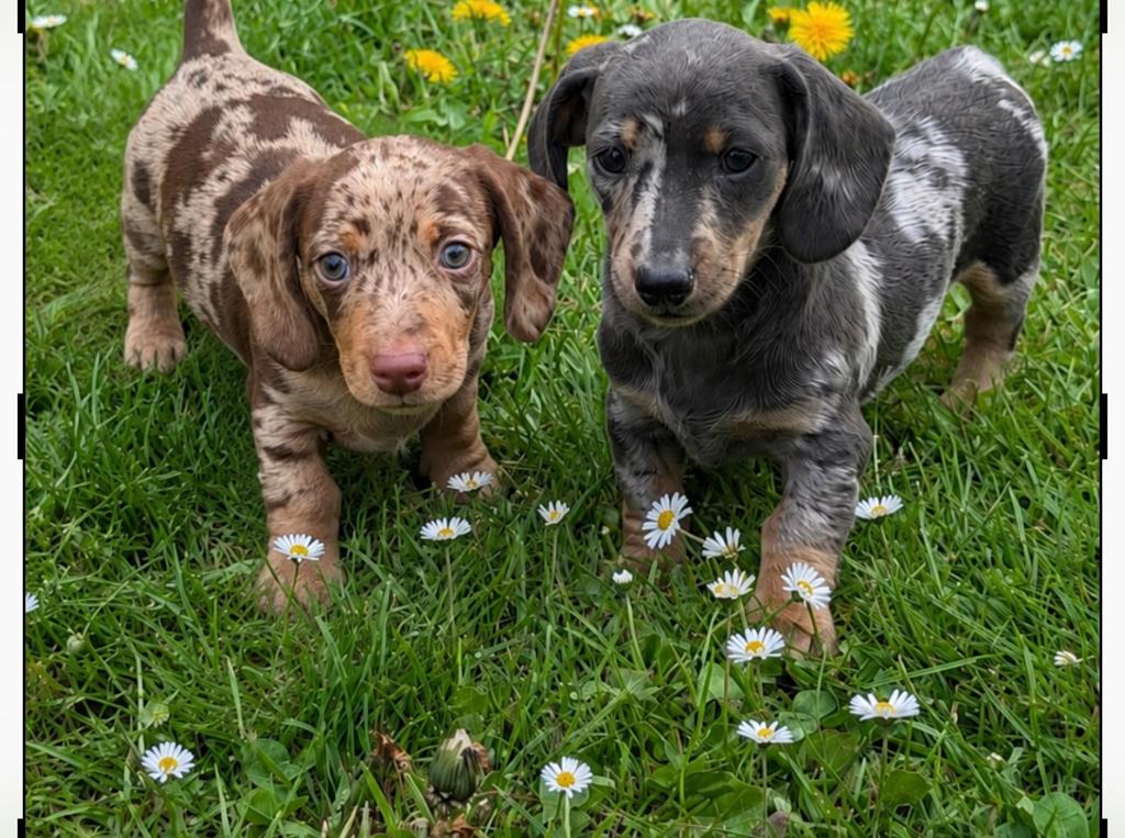 teckel pups,dwerg,merle,reutje,teefje, Dieren en Toebehoren, België, 8 tot 15 weken, Korthaar, Dwerg