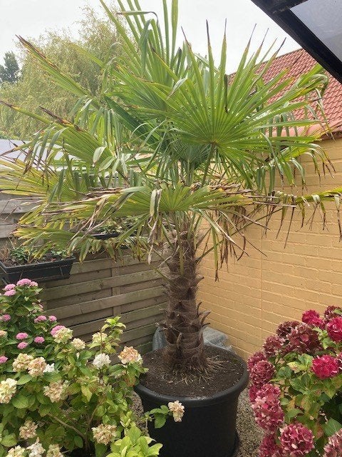 Te Koop, Tuin en Terras, Planten | Bomen, 100 tot 250 cm, Zomer, Palmboom, Ophalen